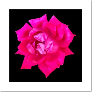 Pink Rose Flower Posters and Art